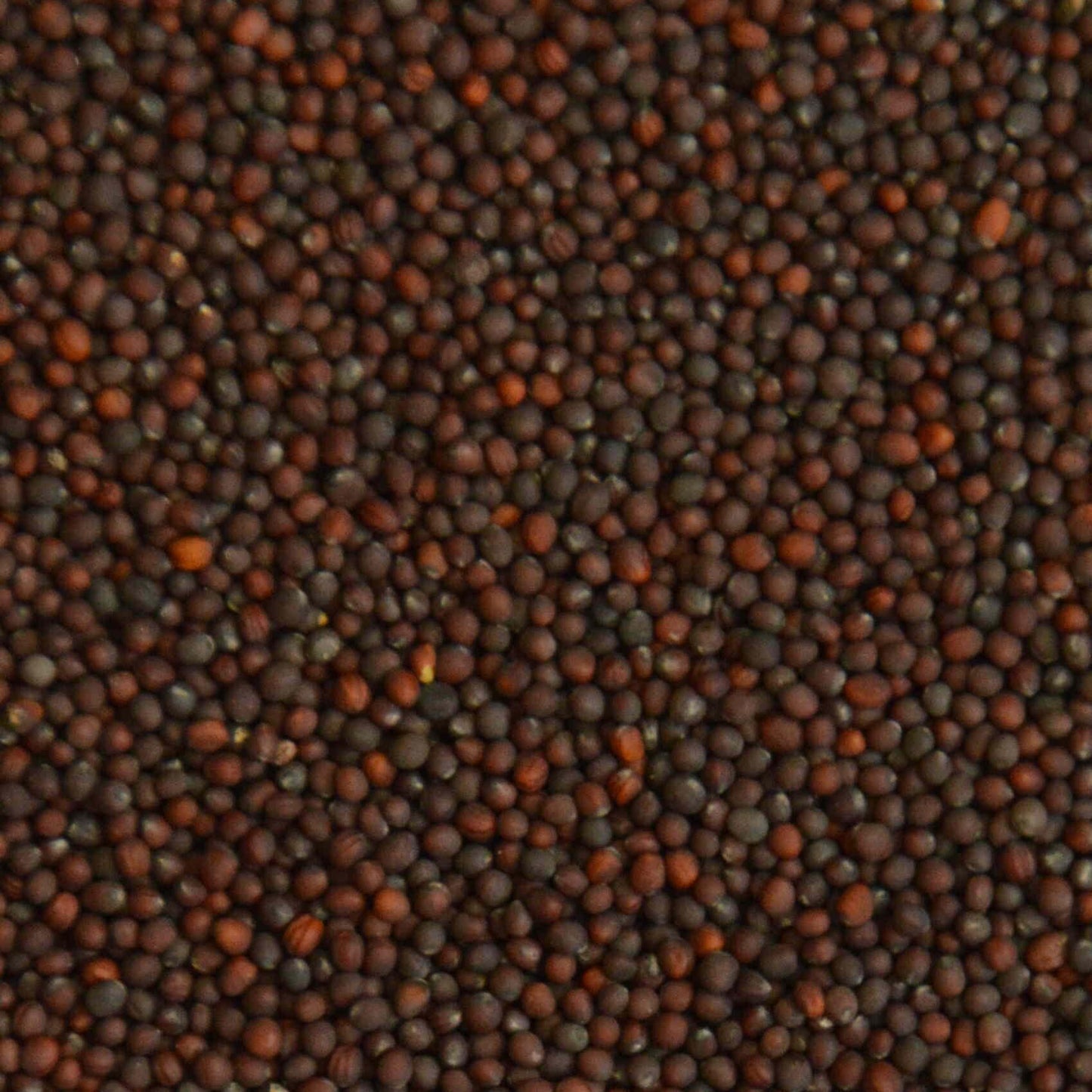 Raap Kiemgroenten Zaden – Mild & Rijk aan Vitamine