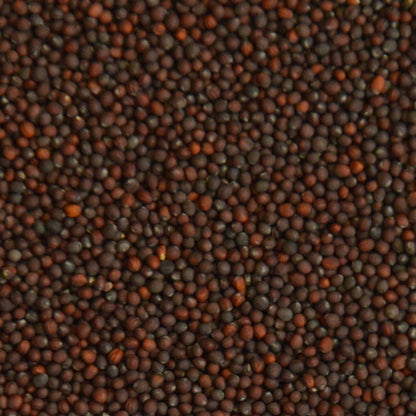Raap Kiemgroenten Zaden – Mild & Rijk aan Vitamine