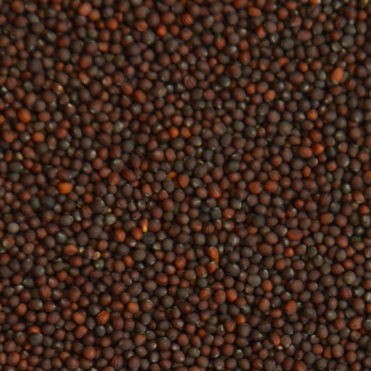 Steckrüben Microgreens Samen – Mild Vitaminreich