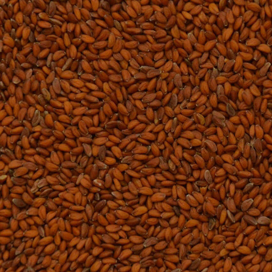 Gartenkresse Microgreens Samen – Scharf und Superschnell