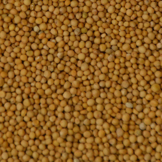 Weiße Senf-Microgreens-Samen – Würzig &amp; Kräftig