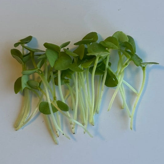 Grüne Basilikum-Microgreens-Samen – aromatisch und spektakulär