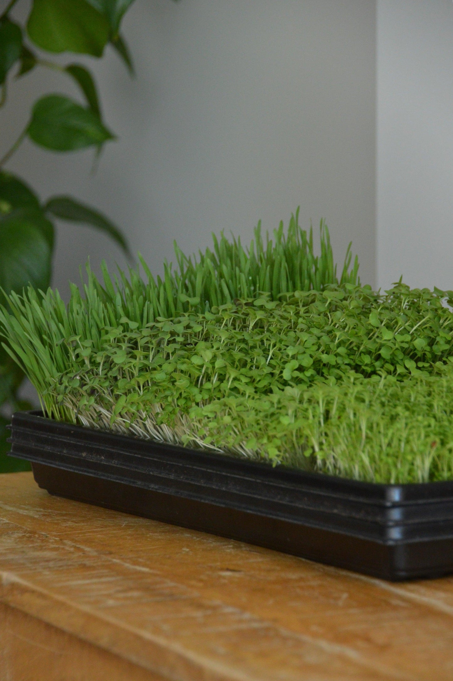 MicroFarm-Starter Anbau-Set
