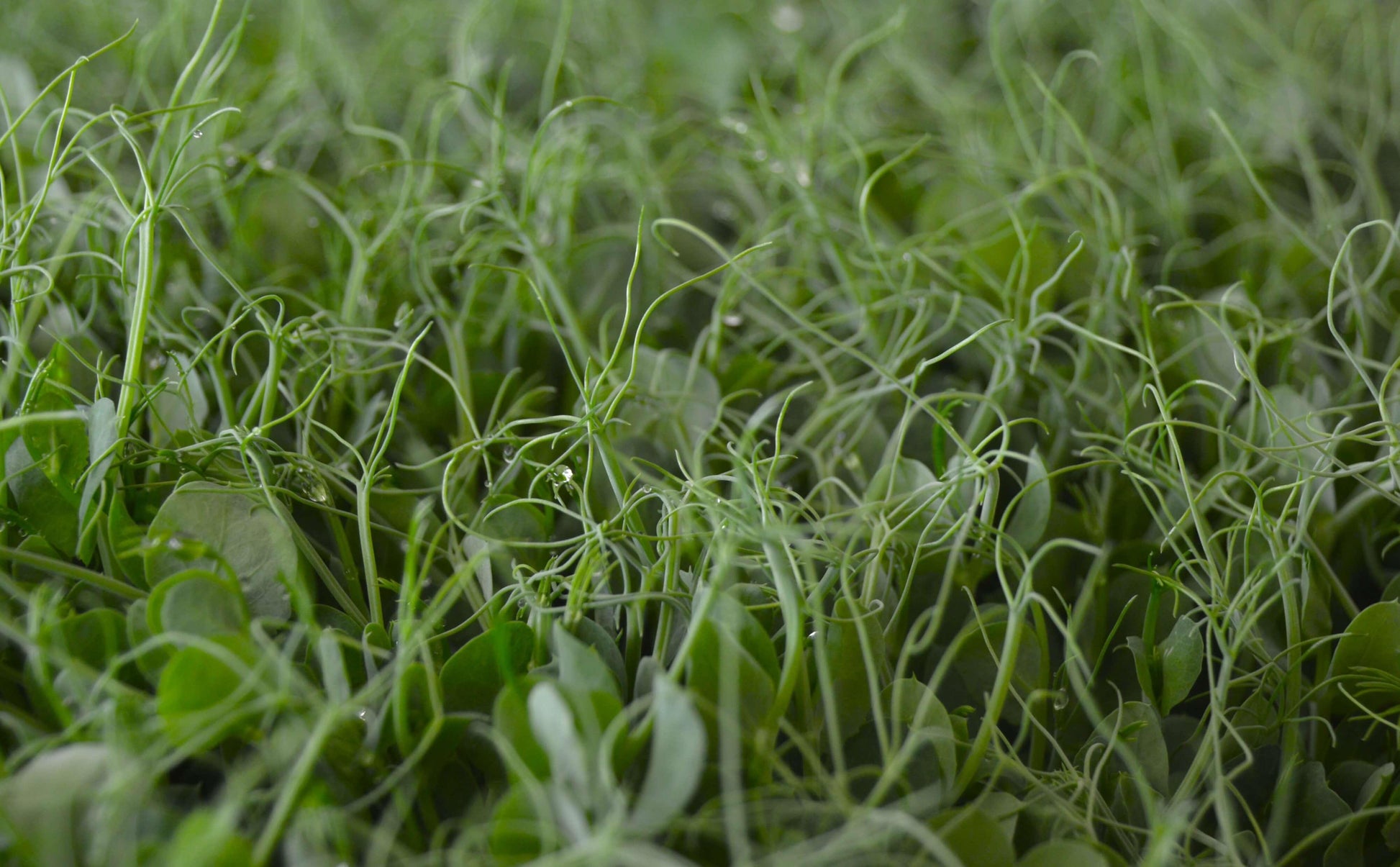 Biologische Microgeens Groene Erwt Pea scheuten met ranken/tendrils. Zelf geweekt en gezond!