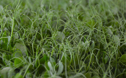 Biologische Microgeens Groene Erwt Pea scheuten met ranken/tendrils. Zelf geweekt en gezond!