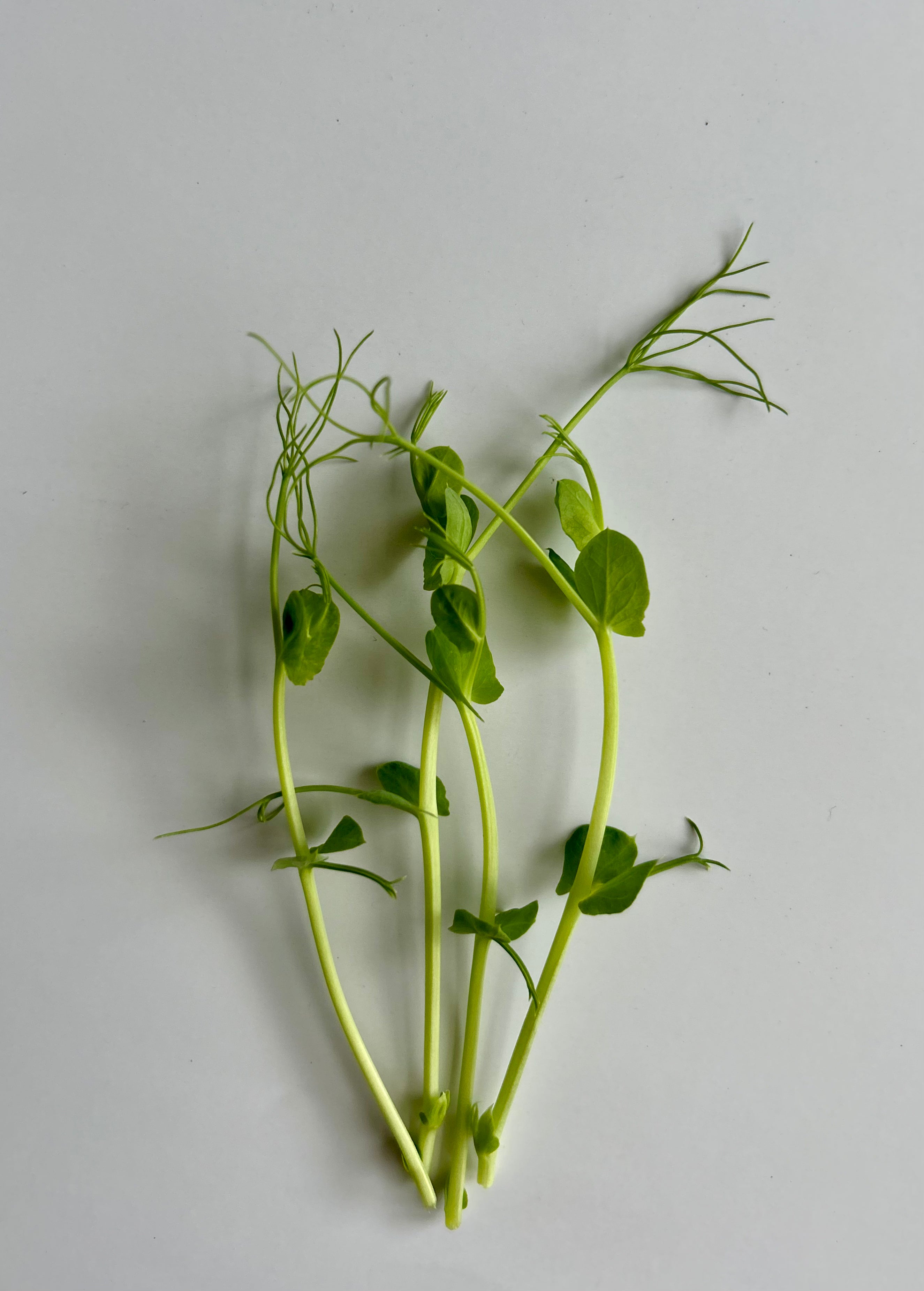 Microgreens erwt stelen op witte achtergrond