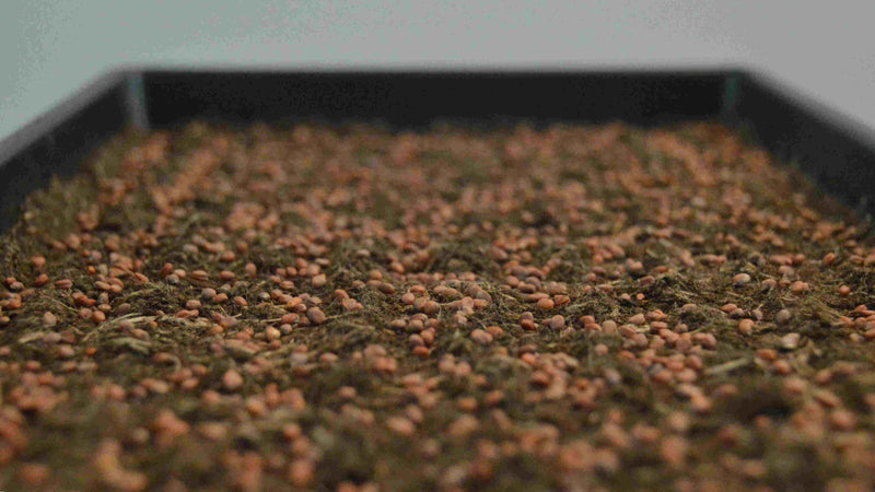 Microgreens tray ingezaaid. microgreens zaden kopen. 