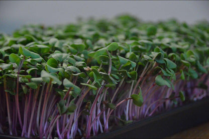 MicroFarm Deluxe Anbau-Set