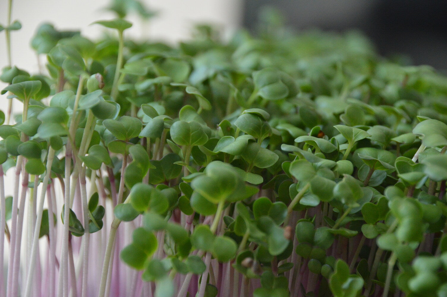 Rode Radijs China Rose microgreens in tray zijaanzicht. Starten met Microgreens kweken.
