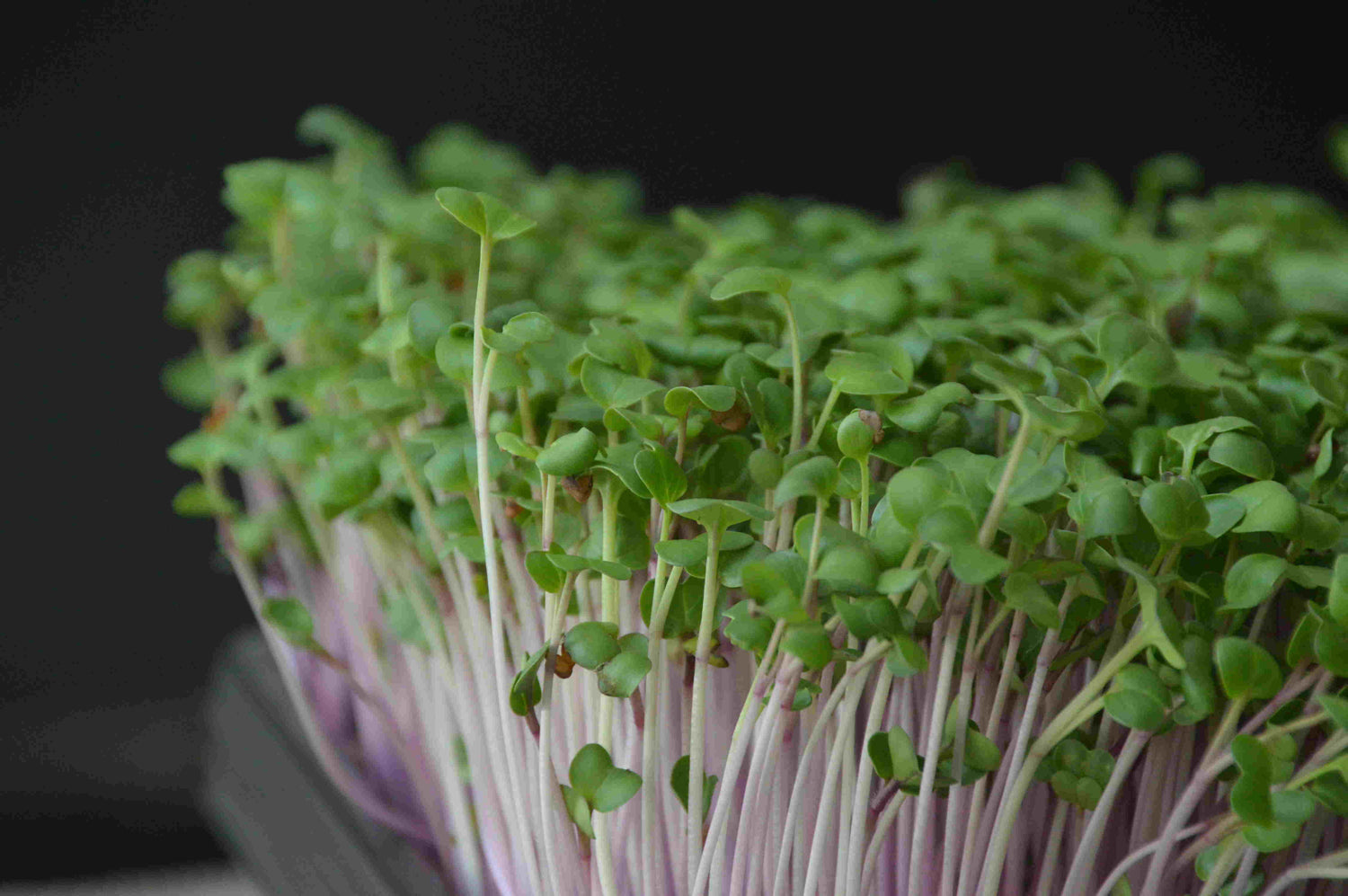 Rode Radijs Microgreens in een tray. Zelf gekweekte microgreens.
