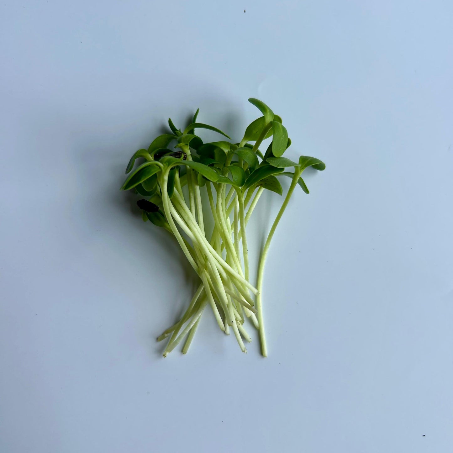 Sonnenblumensprossensamen – nahrhaft und vielseitig