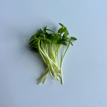 Sonnenblumensprossensamen – nahrhaft und vielseitig