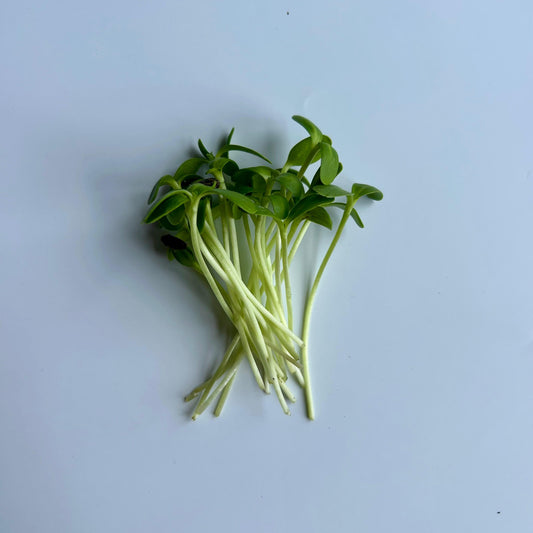 Sonnenblumensprossensamen – nahrhaft und vielseitig