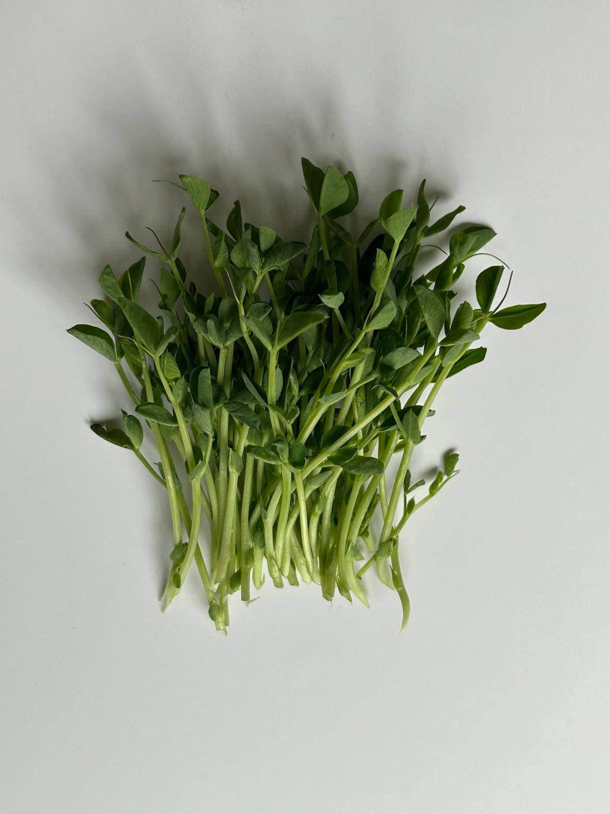Pea Affila Sprout Seeds - Unique Taste and Texture