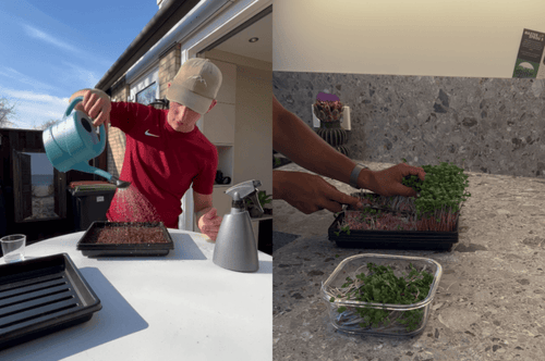 Microgreens kweken is simpel, van zaadje tot oogst in 7 dagen. 