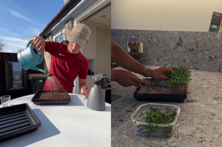 Microgreens kweken is simpel, van zaadje tot oogst in 7 dagen. 